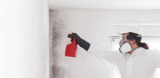 Best Kitchen Mold Remediation in Los Banos, CA