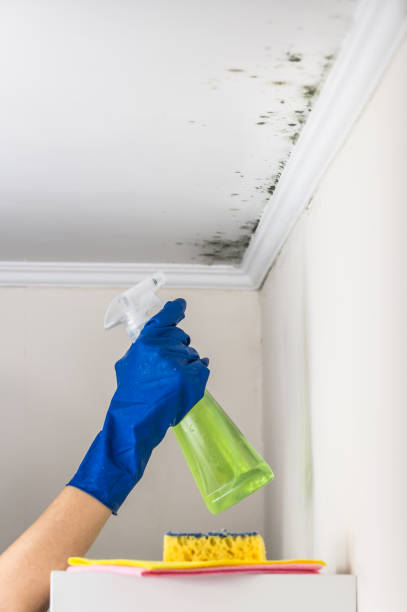 Best Industrial Mold Remediation in Los Banos, CA